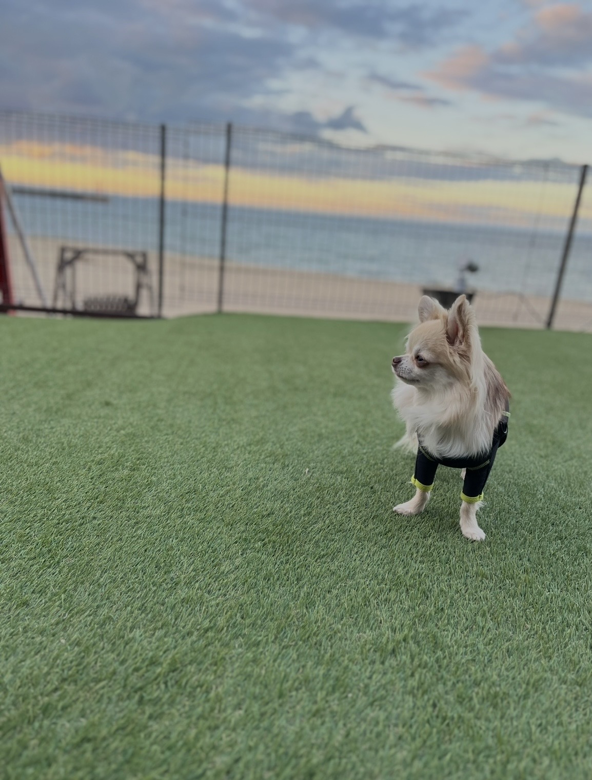 夕陽バックの海くん