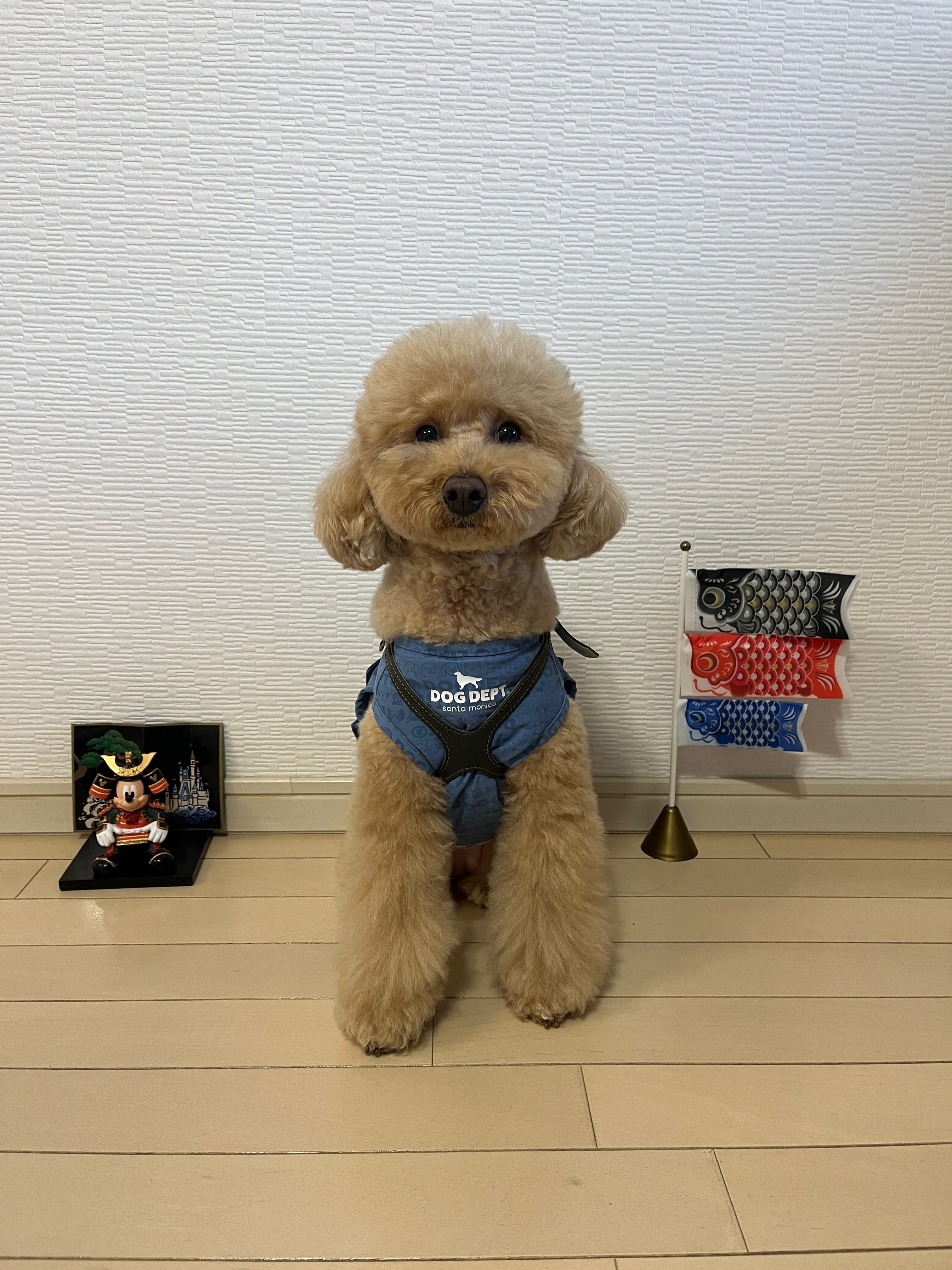 トイプードル